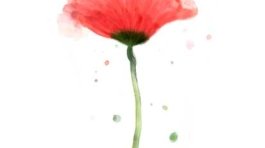 julia-sampaio-designer-ilustração-flor